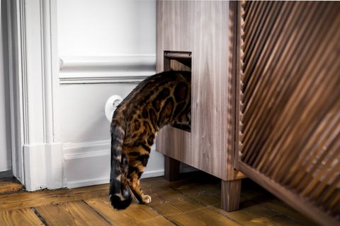 Swedish self-storage company 24Storage launches The Cat Flat