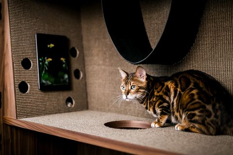 Swedish self-storage company 24Storage launches The Cat Flat