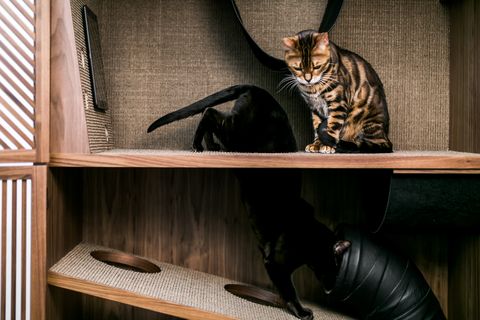 Swedish self-storage company 24Storage launches The Cat Flat