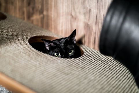 Swedish self-storage company 24Storage launches The Cat Flat